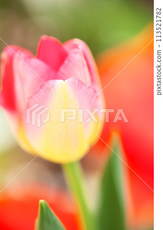 春天盛開的紅色鬱金香的特寫 113521782