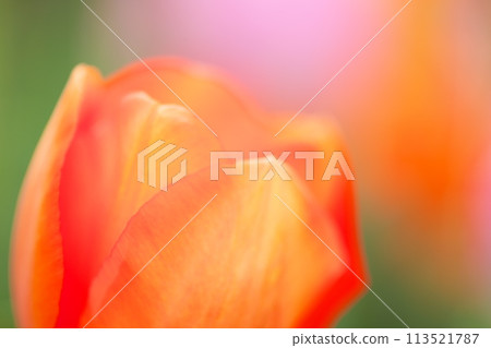 Close-up of red tulips blooming in spring Close-up of red tulips blooming in spring 113521787