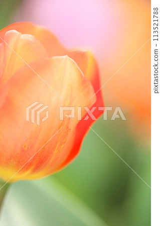 Close-up of red tulips blooming in spring Close-up of red tulips blooming in spring 113521788