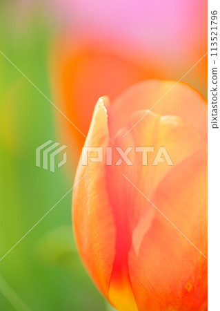 Close-up of red tulips blooming in spring Close-up of red tulips blooming in spring 113521796