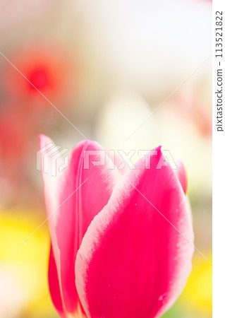 春天盛開的紅色鬱金香的特寫 113521822