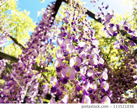 Close-up of wisteria in full bloom 113521836