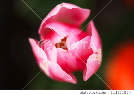 Macro photography of pink tulips 113521934