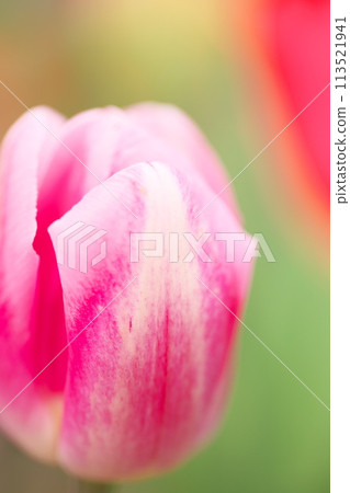 Macro photography of pink tulips 113521941