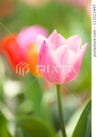 Macro photography of pink tulips Macro photography of pink tulips 113521947