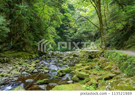 赤目四十八瀑布中被苔蘚覆蓋的岩石包圍的山間溪流 113521989