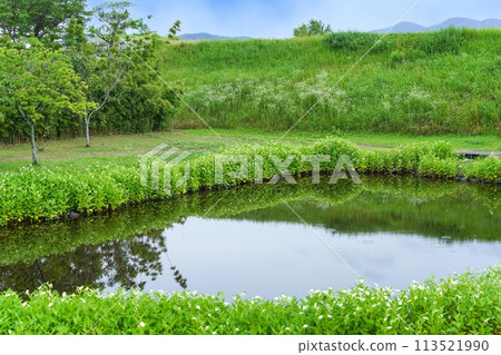 被美麗的彩色企鵝包圍的池塘風景 被美麗的彩色企鵝包圍的池塘風景 113521990
