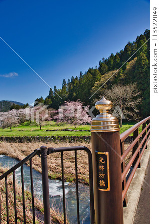Ichijodani Asakura Clan Ruins with cherry blossoms in full bloom 113522049