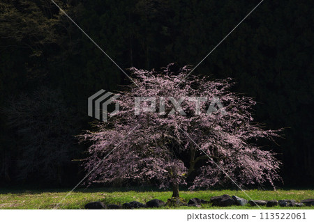 櫻花盛開的一乘谷朝倉氏遺址 113522061