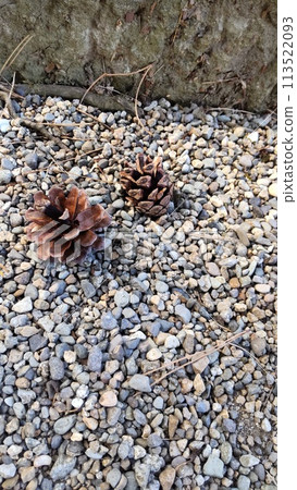 Pine cone that fell to the ground 113522093
