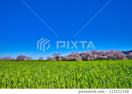 Cherry blossoms, wheat fields and blue sky Cherry blossoms, wheat fields and blue sky 113522108