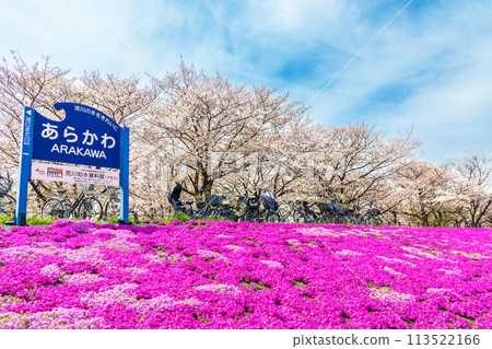 "Tokyo" Spring moss phlox and cherry blossoms at Arakawa Akabane Sakura Tsutsumi Green Space "Tokyo" Spring moss phlox and cherry blossoms at Arakawa Akabane Sakura Tsutsumi Green Space 113522166