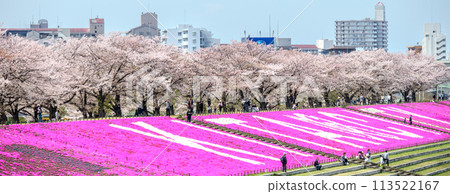 "Tokyo" Spring moss phlox and cherry blossoms at Arakawa Akabane Sakura Tsutsumi Green Space 113522167