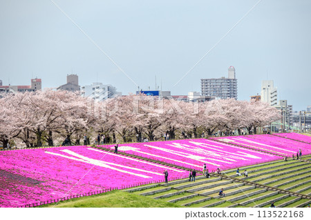 "Tokyo" Spring moss phlox and cherry blossoms at Arakawa Akabane Sakura Tsutsumi Green Space 113522168