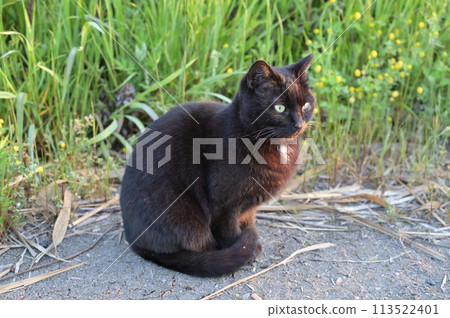 black cat sitting by the roadside 113522401
