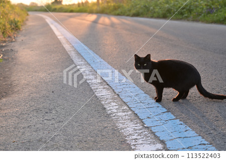 Black cat playing on the roadside 113522403
