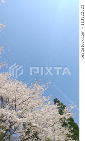 盛開的櫻花在藍天下綻放。 113522523