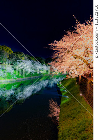 東京千鳥淵的櫻花夜景 東京千鳥淵的櫻花夜景 113522710