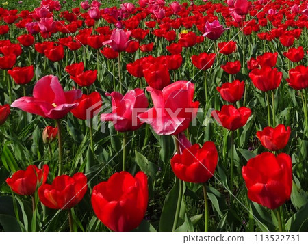 April flower 113522731