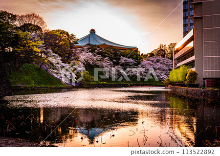 Cherry blossoms at sunset in Chidorigafuchi, Tokyo 113522892