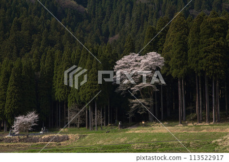 Kazurabashi Bridge in early spring Kazurabashi Bridge in early spring 113522917
