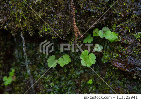 早春的葛橋 早春的葛橋 113522941