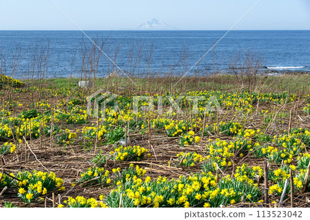 Daffodils blooming in abundance on Yagishiri Island and Rishiri Fuji peeking out from the horizon 113523042