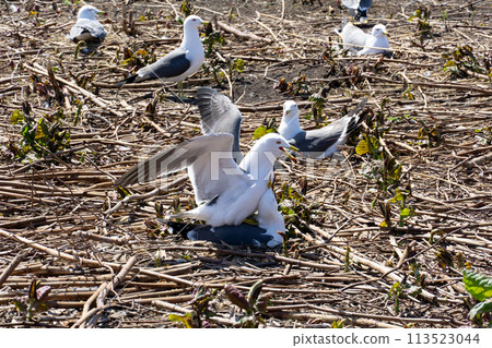 Mating black-tailed gulls 113523044