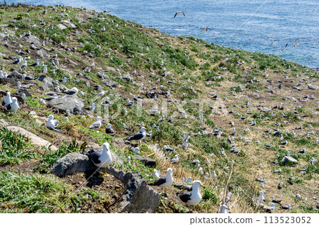 The beach where black-tailed gulls gather on Teuri Island The beach where black-tailed gulls gather on Teuri Island 113523052
