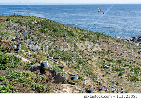 A colony of black-tailed gulls on the coast A colony of black-tailed gulls on the coast 113523053