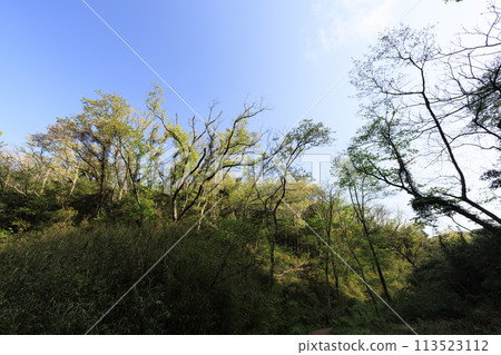 有濕地的風景（春天） 113523112