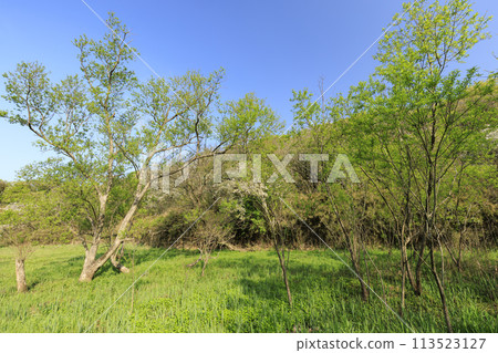 有濕地的風景(春天) 有濕地的風景(春天) 113523127