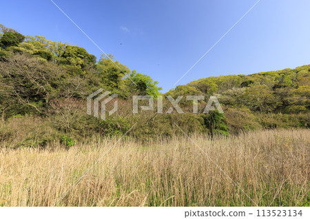 有濕地的風景（春天） 113523134