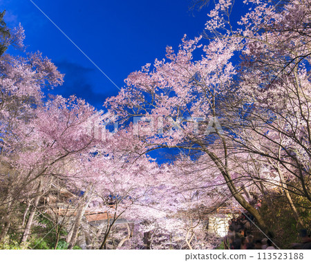 [Ina City, Nagano Prefecture] Illumination of the cherry blossoms at Takato Castle Park. Cherry blossoms in Takato. One of Japan's three most famous cherry blossom spots. 113523188