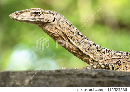 Perentie Perentie 113523286
