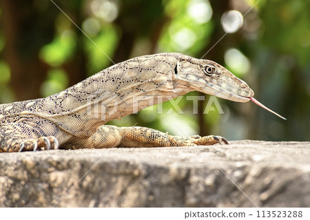 Perentie Perentie 113523288