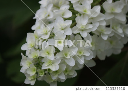 A cone-shaped, elongated hydrangea flower - A cone-shaped, elongated hydrangea flower - 113523618