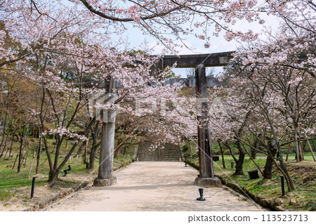 sakura at torii gate of Homangu Kamado shrine, Fukuoka 113523713