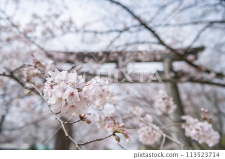 sakura of cherry tree with torii gate at Homangu Kamado shrine 113523714