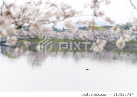 立岡自然公園的染井吉野櫻花 113523724