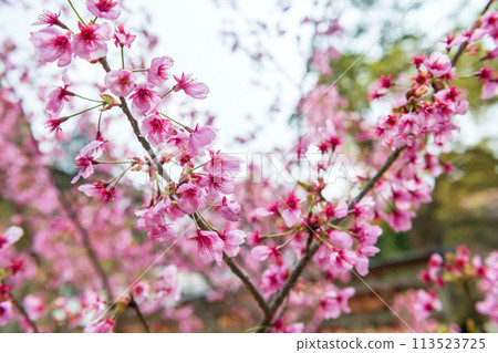 pink sakura blossom of cherry tree at Homangu Kamado shrine 113523725