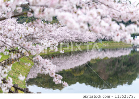 立岡自然公園的染井吉野櫻花 立岡自然公園的染井吉野櫻花 113523753