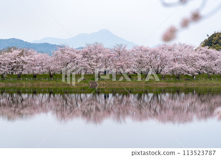 Somei-Yoshino Cherry Blossoms at Tachioka Natural Park 113523787