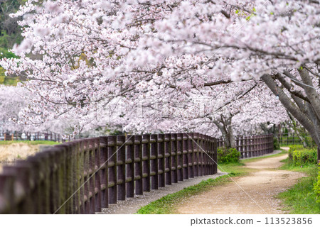 立岡自然公園的染井吉野櫻花 113523856