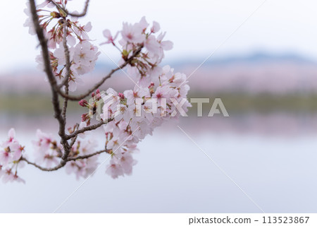 立岡自然公園的染井吉野櫻花 113523867