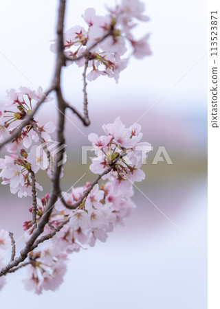 Somei-Yoshino Cherry Blossoms at Tachioka Natural Park 113523871