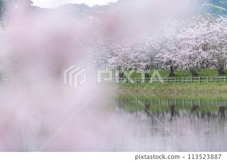 立岡自然公園的染井吉野櫻花 立岡自然公園的染井吉野櫻花 113523887