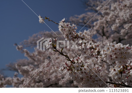 Cherry Blossoms	 113523891