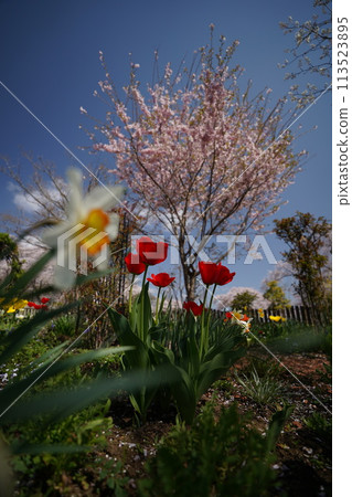 Flowers 113523895