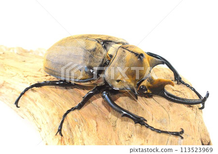 Elephant beetle on a tree, white background 113523969